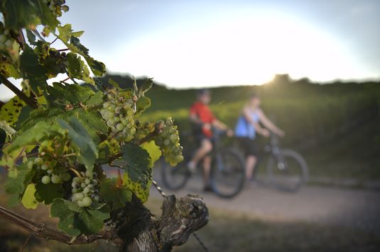 Radweg Württemberger Weinstraße - Weinradwege Baden-Württemberg Radweg Württemberger Weinstraße - Weinradwege Baden-Württemberg
