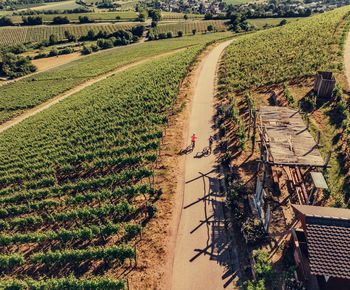 Weinlandschaft am Zweifelberg | Brackenheim | HeilbronnerLand