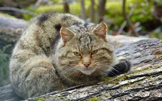 Wildkatzenwelt im Naturparkzentrum Stromberg-Heuchelberg