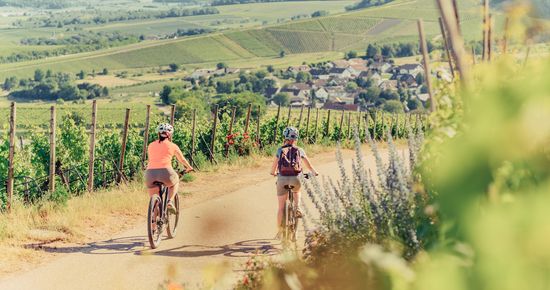 WeinRadeln am Zweifelberg | HeilbronnerLand