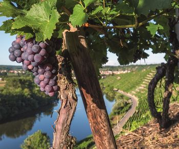 Hessigheimer Felsengärten am Neckartal-Radweg