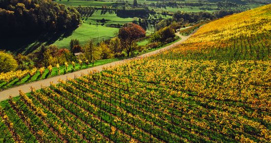 Weinlandschaft im Schmidbachtal bei Beilstein | HeilbronnerLand