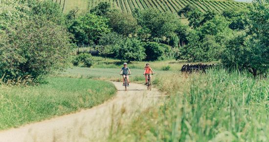 Am Württemberger Weinradweg im Leinbachtal | Schwaigern | HeilbronnerLand