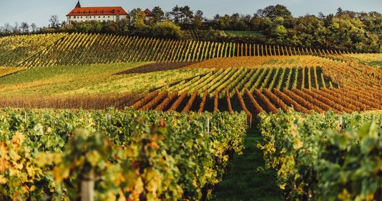 Herbstlandschaft am Michaelsberg Cleebronn | HeilbronnerLand