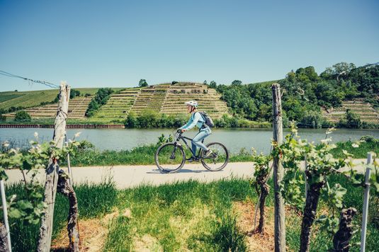 Radfahren am Neckartalradweg mit Blick auf die Katzenbeißer Steillagen | HeilbronnerLand