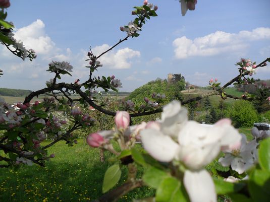 Streuobstwiese an der Burg Neipperg Apfelblüte im Frühling bei Burg Neipperg