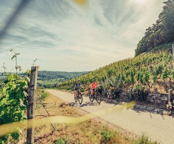 Radfahren im Zweifelberg | Brackenheim HeilbronnerLand | © Christian Frumolt