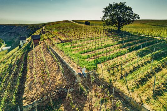 Weinlagen bei Lauffen | Touristikgemeinschaft HeilbronnerLand | Chris Frumolt