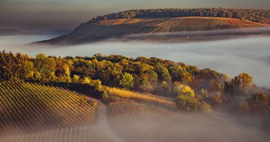 Weinlandschaft im Weinsberger Tal | HeilbronnerLand